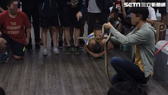 毒蛇當教具　高中生被龜殼花「蛇吻」