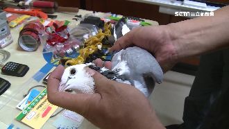 擄鴿竟仿綁架手法！先取贖款再放肉票