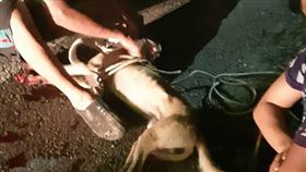 新竹,竹北,棄養,拖行,機車,毛孩（圖／翻攝新竹爆料公社）