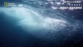 布氏鯨大嘴一張結束這場進食秀。（圖／國家地理頻道授權）