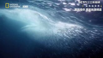 鯊魚集體獵食！真實版震撼海洋進食秀