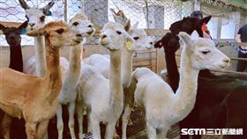 埔心牧場超萌羊駝　雙十國慶首發亮相