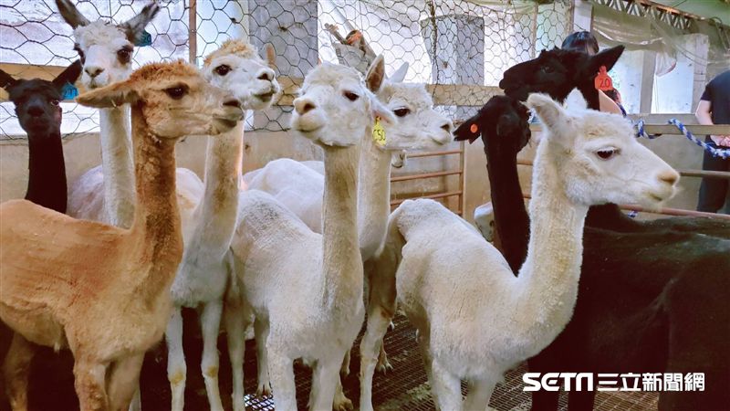 連年旱災牧草不生　澳羊隻大減創新低