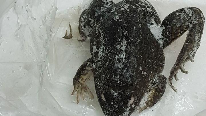 開冰箱驚見野生蛙！狂媽竟煮粥吃下肚