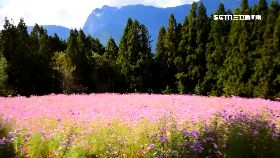 文 搶拍大波菊1800