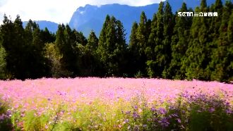 花比人高！波斯菊花海考驗拍照技巧