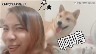 吃不到肉就巴頭！柴犬被晃點後神反擊