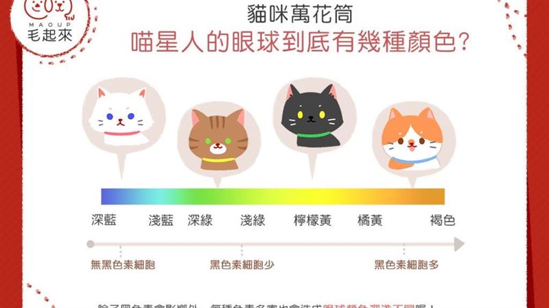 喵星人的眼睛　有幾種顏色咧？