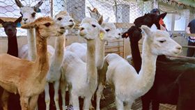 超萌羊駝埔心首曝光！遊客喊：融化了