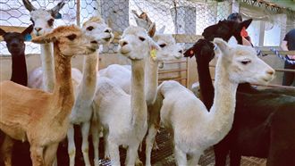 超萌草泥馬埔心首曝光！遊客：融化了