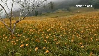 金針花海國慶盛開　東台灣住房爆滿！