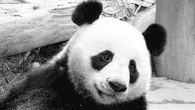 貓熊創創（圖／翻攝自中国大熊猫保护研究中心微博）