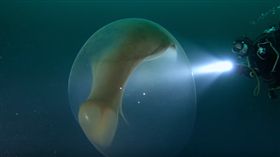 挪威,海底,魷魚,卵囊,潛水,生物
https://www.youtube.com/watch?v=wJMHsi0HBUo