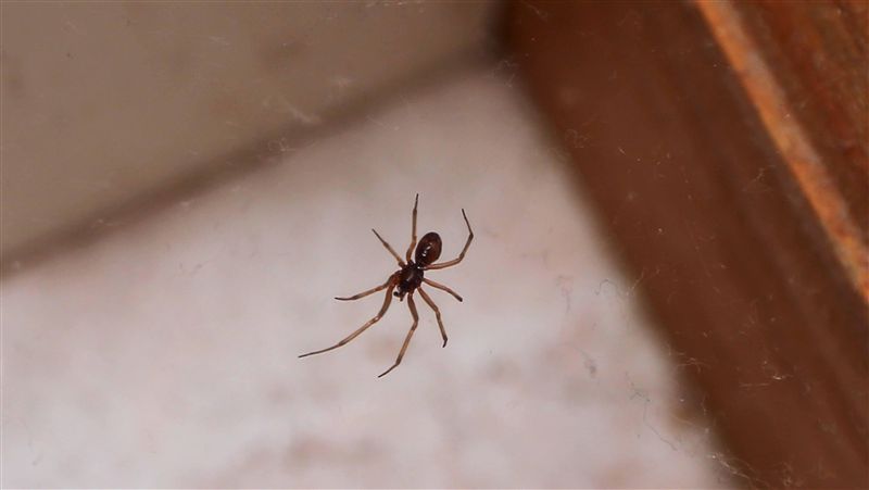 家裡見蜘蛛別急著殺 專家揭隱藏版好處 根本害蟲剋星 生活 三立新聞網setn Com