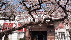 阿里山百年櫻花染病  花況不佳生長在阿里山賓館門口的百年染井吉野櫻，有「櫻后」之稱，因為染病，近年花況不佳。（阿里山賓館提供）中央社記者蔡智明傳真  108年10月9日