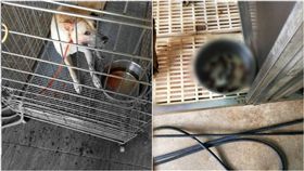 警犬訓練所,虐待,桃園/翻攝臉書桃園人桃園事.生活.分享.靠北.討論區
