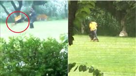 警犬訓練所,虐待,桃園/翻攝臉書桃園人桃園事.生活.分享.靠北.討論區