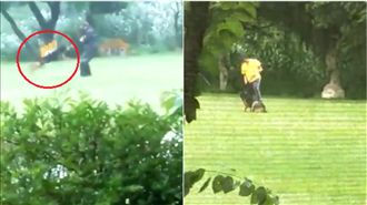 警犬中心涉虐犬　遭桃市重罰7.5萬