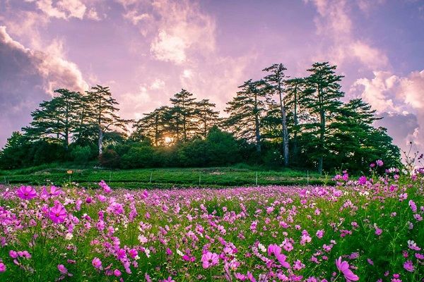 來趟「台灣小瑞士」花海楓紅一次滿足