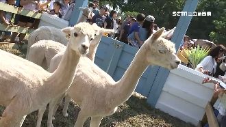 連假去埔心牧場！超萌羊駝民眾瘋搶拍