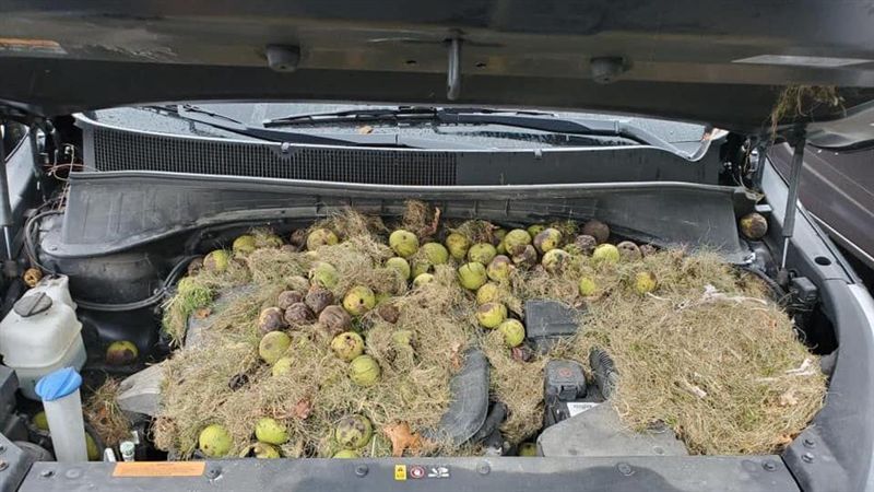 開車突聞焦味！引擎蓋見「松鼠寶藏」