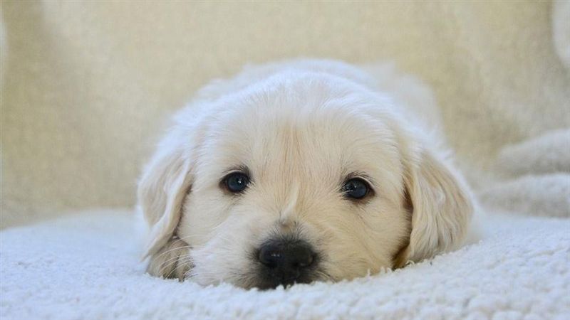 養狗可延壽？　研究：死亡率降24%
