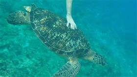 德籍少年小琉球旅遊　騷擾綠蠵龜被移送（1）17歲的德籍少年到屏東小琉球旅遊，10日因不了解台灣法規，在海裡觸摸、騷擾綠蠵龜，被民眾公布在社群，海巡人員找到這名德籍少年，將他移送法辦。（海巡署提供）中央社記者郭芷瑄傳真　108年10月11日