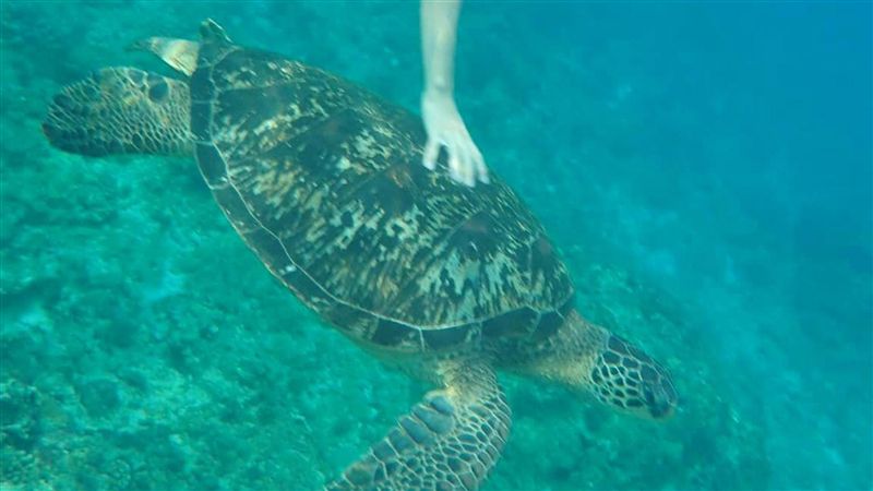 德少年小琉球旅遊　海中摸綠蠵龜遭逮