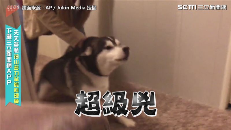 主人戴野狼頭套　二哈見「遠親」驚吼