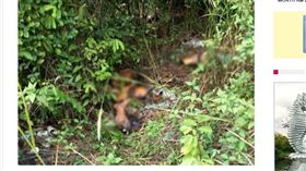 馬來西亞,除草,屍塊,麻六甲。(圖/翻攝自eunited)