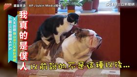 ▲這隻貓咪就像僕人一樣一直出勞力。（圖／AP /Jukin Media授權）