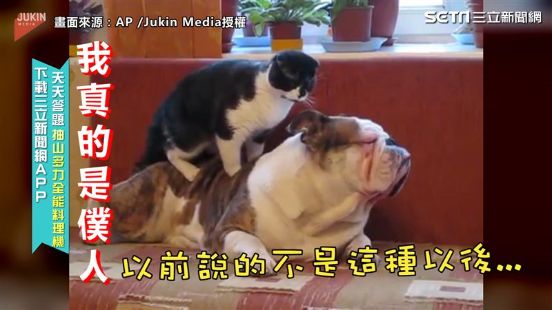 霸王大爺鬥牛犬！喵喵僕人幫按摩