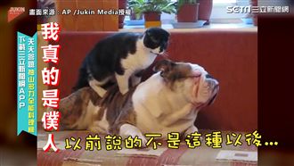 霸王大爺鬥牛犬！喵喵僕人幫按摩