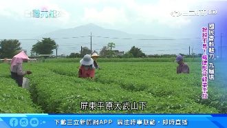 美容教師「投筆從農」！回鄉種九層塔