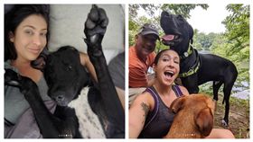 大丹狗,膽小,玩偶,嚇死,美國（圖／翻攝自frankiethesphynx IG）