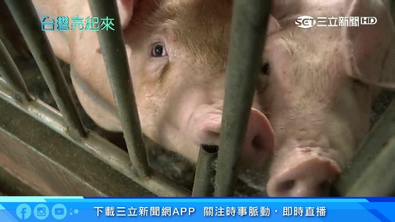 豬糞水成綠金！養豬30年永續發電