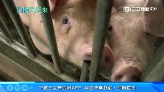 豬糞水成綠金！養豬30年永續發電