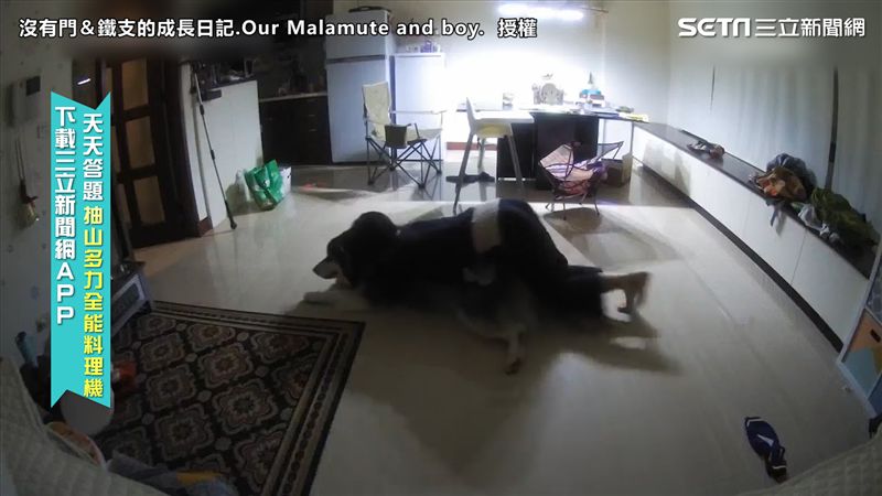 為請汪回房就寢　奴才化身人肉推汪機