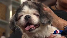 失蹤,氣爆,狗（圖／翻攝自WCVB-TV Boston推特）