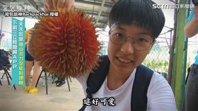 ▲外形極為搶眼的紅榴槤。（圖／背包旅神Backpackhai 授權）