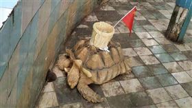 中國大陸,南寧動物園,象龜（圖／翻攝自Tea-tia微博）