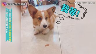 哥哥示範如何有肉吃　柯基看完秒上手