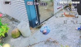 高雄市,大樹區,棄嬰,女嬰,螞蟻,樹葉