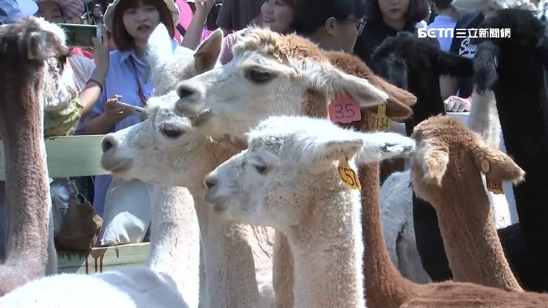 埔心邀劇團帶動跳　草泥馬引爆親子熱