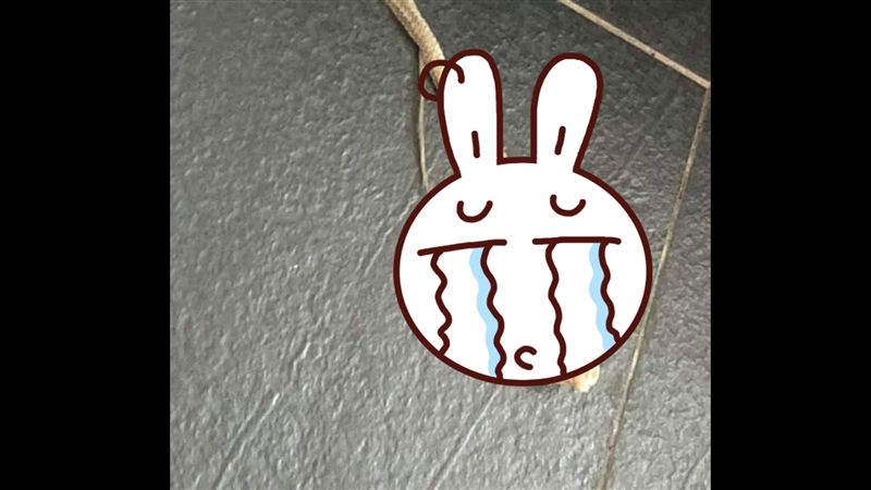 見「龍衣」求捕捉法…網使壞：用直笛
