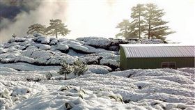 松露茶園提供 雪烏龍