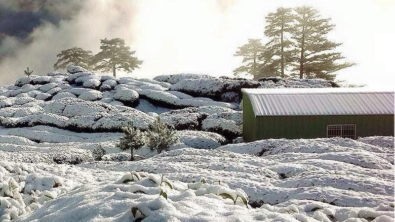 全台最貴「雪烏龍」絕跡？專家曝真相