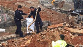 中國福建,修祖墳,清明掃墓,巨蟒,好預兆 （圖／翻攝自泉州通）