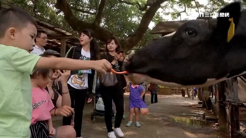 嗨玩埔心牧場！與呆萌動物互動零距離