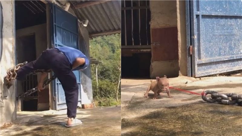 阿伯拖出惡犬　結局神反差融化萬人